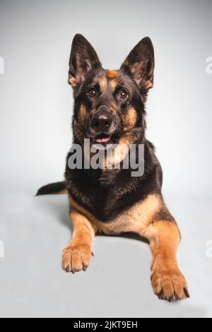 Eine vertikale Aufnahme eines lügenden deutschen Schäferhundes, isoliert auf weißem Hintergrund Stockfoto