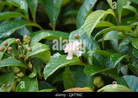 Eine Nahaufnahme einer blühenden Erdbeer-Guava-Blume mit leuchtend grünen Blättern in einem Garten Stockfoto