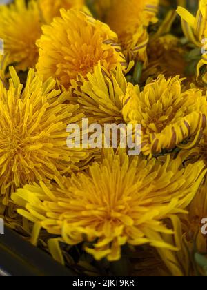 Eine vertikale Aufnahme von schönen gelben Chrysanthemen Blumen in einem Garten Stockfoto