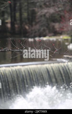 Nahaufnahme eines kleinen Ästen mit Wasserfluss und Bäumen im Hintergrund Stockfoto