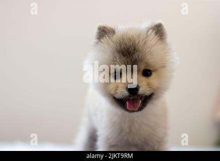 Ein Porträt eines niedlichen pommerschen Welpen auf weißem Hintergrund Stockfoto