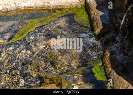 Sonnendurchflutete Talrinde mit kristallklarem Wasser und grünen Algen (Didymosphenia geminata) Stockfoto