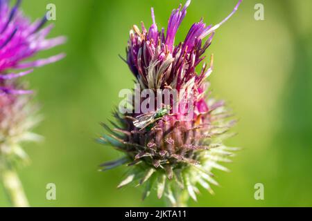 Eine Nahaufnahme von stacheligen Disteln auf grün verschwommenem Hintergrund Stockfoto