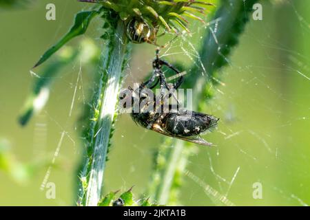 Nahaufnahme einer Biene in einem Spinnennetz Stockfoto