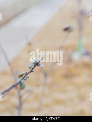 Nahaufnahme eisiger Frost auf Apfelblütenknospen mit braunem Gras im Garten in der Nähe von Dallas, Texas, Amerika. Geschädigter, selbstgewachsener Obstbaum durch Eiszapfen, ic Stockfoto