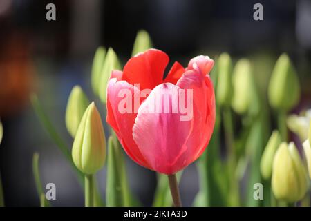 Eine Nahaufnahme von rot blühenden Tulpen im Hintergrund von Tulpenknospen Stockfoto
