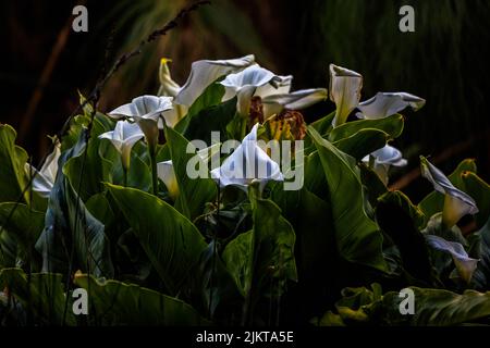 Eine schöne Aussicht auf Calla Lily Flowers (Zantedeschia aethiopica) Stockfoto