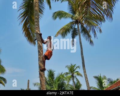 Das Foto zeigt einen indischen Mann, der auf traditionelle Weise auf einen Kokosnussbaum klettert, um Kokosnüsse zu pflücken. Stockfoto