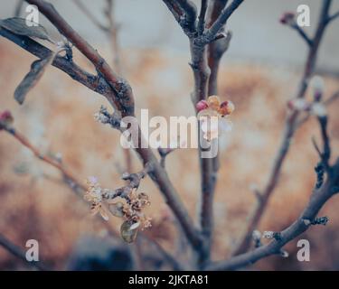 Getöntes Foto einer gefrorenen rosa Apfelblüte nach dem eisigen Regen im Garten in der Nähe von Dallas, Texas, Amerika. Geschädigter selbstgewachsener Obstbaum durch Eiszapfen, eisig frostig Stockfoto