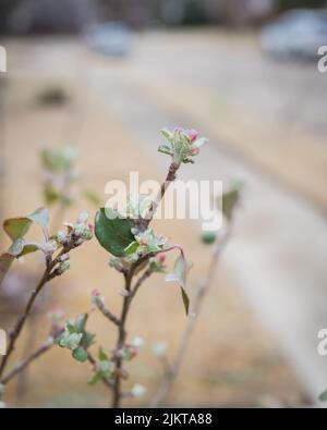 Vorgarten mit gefrorener rosafarbener Apfelblüte nach eiskalten Regenfällen und betoniertem Bürgersteig in der Nähe von Dallas, Texas, USA. Beschädigter selbstgewachsener Obstbaum Stockfoto