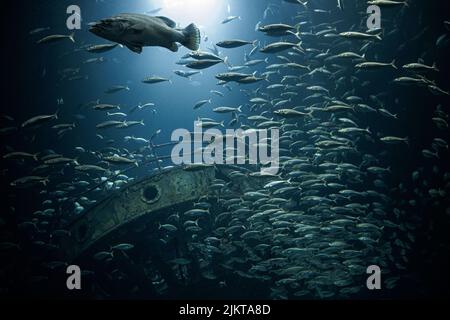 Ein Schwarm dutzender Fische um das versunkene Boot im Meer Stockfoto