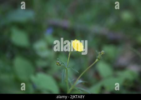 Nahaufnahme eines Wiesenbutterbutterhals in Berlin Stockfoto