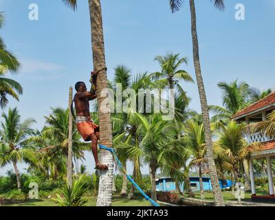 Das Foto zeigt einen indischen Mann, der auf traditionelle Weise auf einen Kokosnussbaum klettert, um Kokosnüsse zu pflücken. Stockfoto