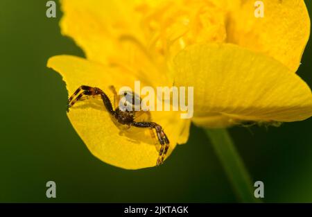 Gelbe Farbvariante einer Napoleon-Krabbenspinne (Synema globosum), die auf einer gelben Blume auf Beute lauert, Wallis, Schweiz Stockfoto