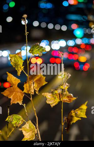 Eine vertikale Ansicht von Ahornblättern auf einem Bokeh-Hintergrund Stockfoto