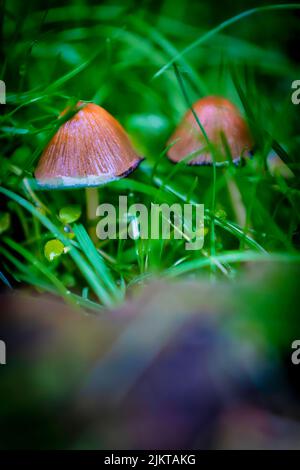 Eine vertikale Nahaufnahme der Pilze im Gras Stockfoto