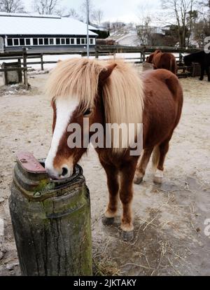 Eine Nahaufnahme des niedlichen Ponys, das sich auf dem Bauernhof ernährt Stockfoto