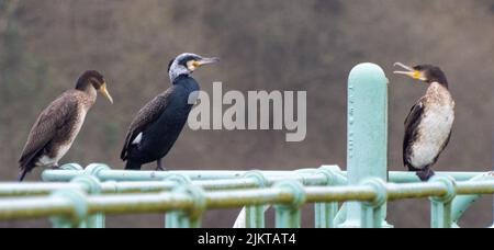 Ein Foto eines schwarzen Kormorans mit zwei weißen Kormoranen auf einem Metallgeländer im Freien Stockfoto