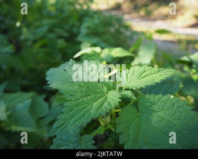 Brennnessel in der Dämmerung im Herbst, Brennnessel in Licht und Schatten entlang eines Wanderweges Stockfoto