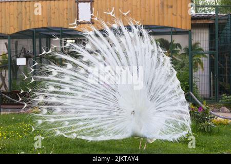 Ein weißer männlicher Pfau breitet seinen Schwanz in einem Paarungstanz vor einem weiblichen Pfau aus. Stockfoto