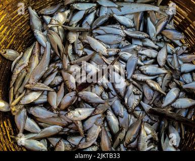 Viele indische Fische, die auf dem indischen Markt verkauft werden. Stockfoto