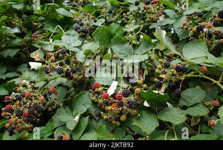 Reifende Brombeeren wachsen hier in großen Massen. Ort: Neuenhaus, Deutschland Stockfoto