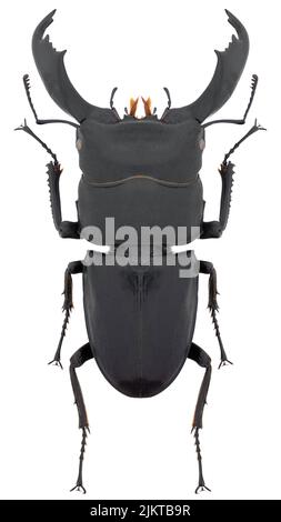 Hirschkäfer Art Dorcus oder Serrognathus titanus subsp. typhon, trivialer Name: Riesenkäfer, männlich. Stockfoto