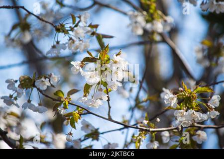 Der selektive Fokusschuss der Pflaumenblüte Stockfoto