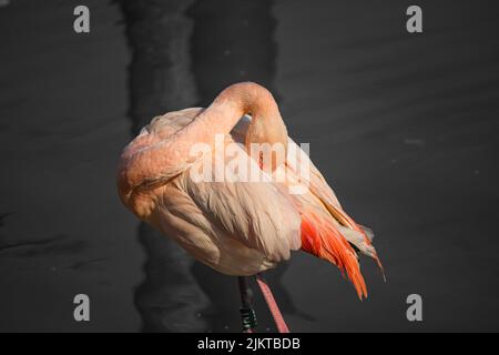 Der größere Flamingo schläft im Wasser Stockfoto