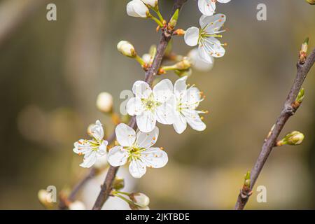 Der selektive Fokusschuss der Pflaumenblüte Stockfoto