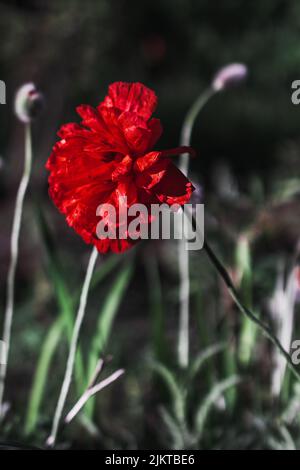 Nahaufnahme einer blütenroten Nelkenblume mit verschwommenen Knospen im Hintergrund Stockfoto