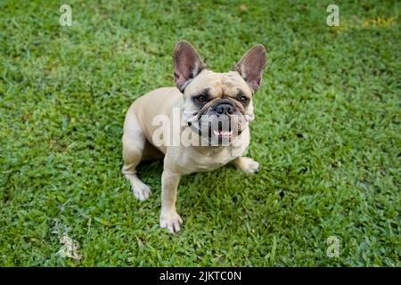 Porträt einer lächelnden französischen Bulldogge, die im Freien auf Gras steht und die Kamera anschaut Stockfoto