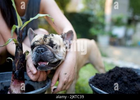 Nette französische Bulldogge zwischen den Armen einer jungen Frau mit Pflanzgefäßen in einem Garten im Freien Stockfoto