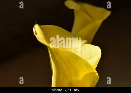 Eine Nahaufnahme einer goldenen Calla-Lilie (Zantedeschia elliottiana) auf braunem Hintergrund Stockfoto