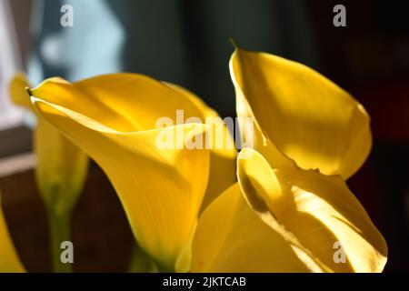 Eine Nahaufnahme einer goldenen Calla-Lilien (Zantedeschia elliottiana) Stockfoto