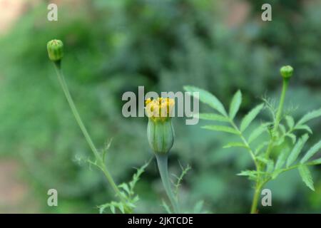 Nahaufnahme einer blühenden gelben Ringelblume im Garten Stockfoto