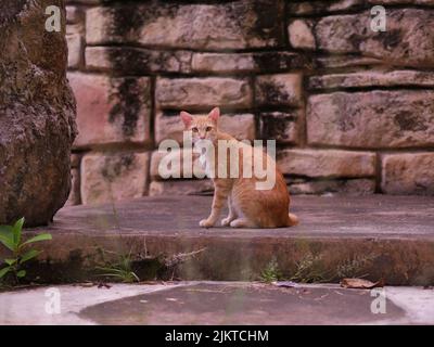 Eine Ingwerkatze starrt auf die Kamera im Park Stockfoto