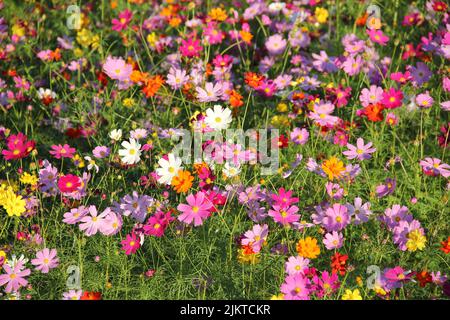Schöne bunte Kosmos Blumen auf dem Feld im Frühjahr gewachsen Stockfoto
