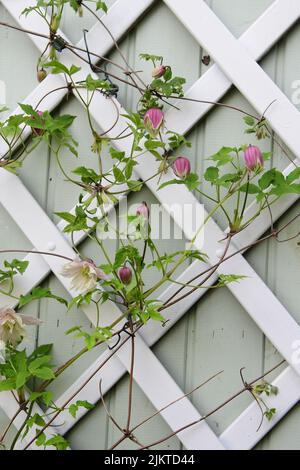 Eine vertikale Aufnahme einer schönen rosa Clematis gegen das schöne Tor Stockfoto