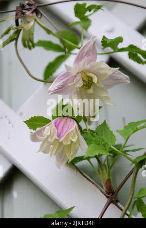 Eine vertikale Aufnahme einer rosa Clematis gegen das Tor Stockfoto