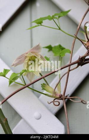 Eine vertikale Nahaufnahme einer rosa Clematis gegen das Tor Stockfoto