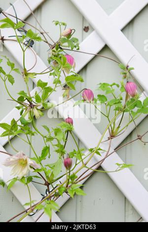 Eine vertikale Aufnahme von schönen rosa Clematis Knospen gegen das schöne Tor Stockfoto