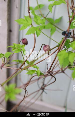 Eine vertikale Aufnahme einer rosa Clematis Knospen Stockfoto