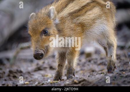 Eine Nahaufnahme eines wilden braunen Wildschweins, das in seinem natürlichen Lebensraum spazieren geht Stockfoto