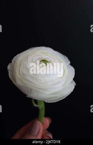 Die vertikale Aufnahme eines kleinen Buttercups oder Ranunculus auf schwarzem Hintergrund Stockfoto
