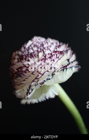 Die vertikale Aufnahme eines weißen violetten Musters mit kleinem Buttercup oder Ranunculus, isoliert auf schwarzem Hintergrund Stockfoto