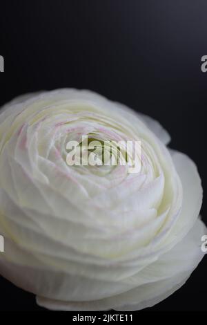 Die vertikale Aufnahme eines kleinen Buttercups oder Ranunculus auf schwarzem Hintergrund Stockfoto