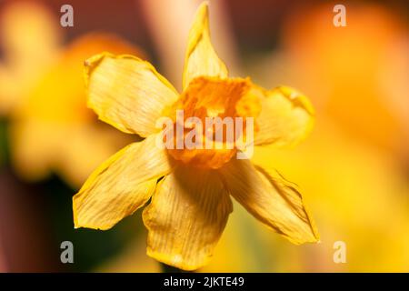 Eine Nahaufnahme der blühenden gelben Narzissusblume, isoliert auf unscharfem Hintergrund Stockfoto