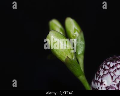Die vertikale Aufnahme eines weißen violetten Musters Buttercup oder Ranunculus isoliert auf einem schwarzen Hintergrund Stockfoto