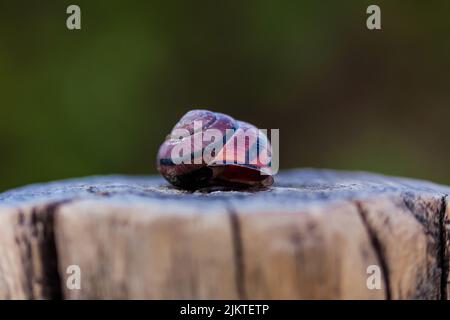 Ein selektiver Fokus einer Schneckenschale Stockfoto